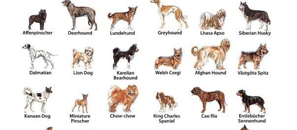 famous dog breeds