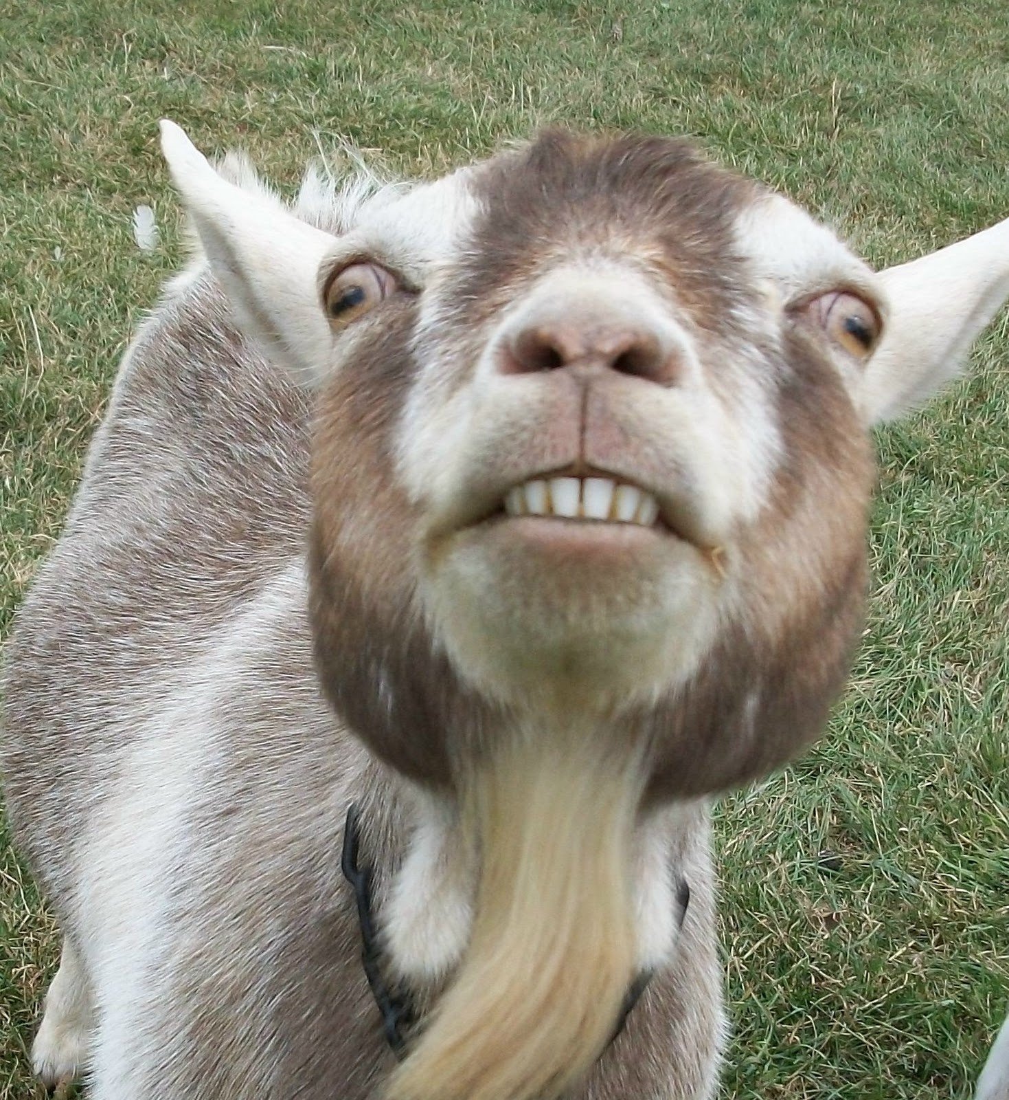 lamancha goats
